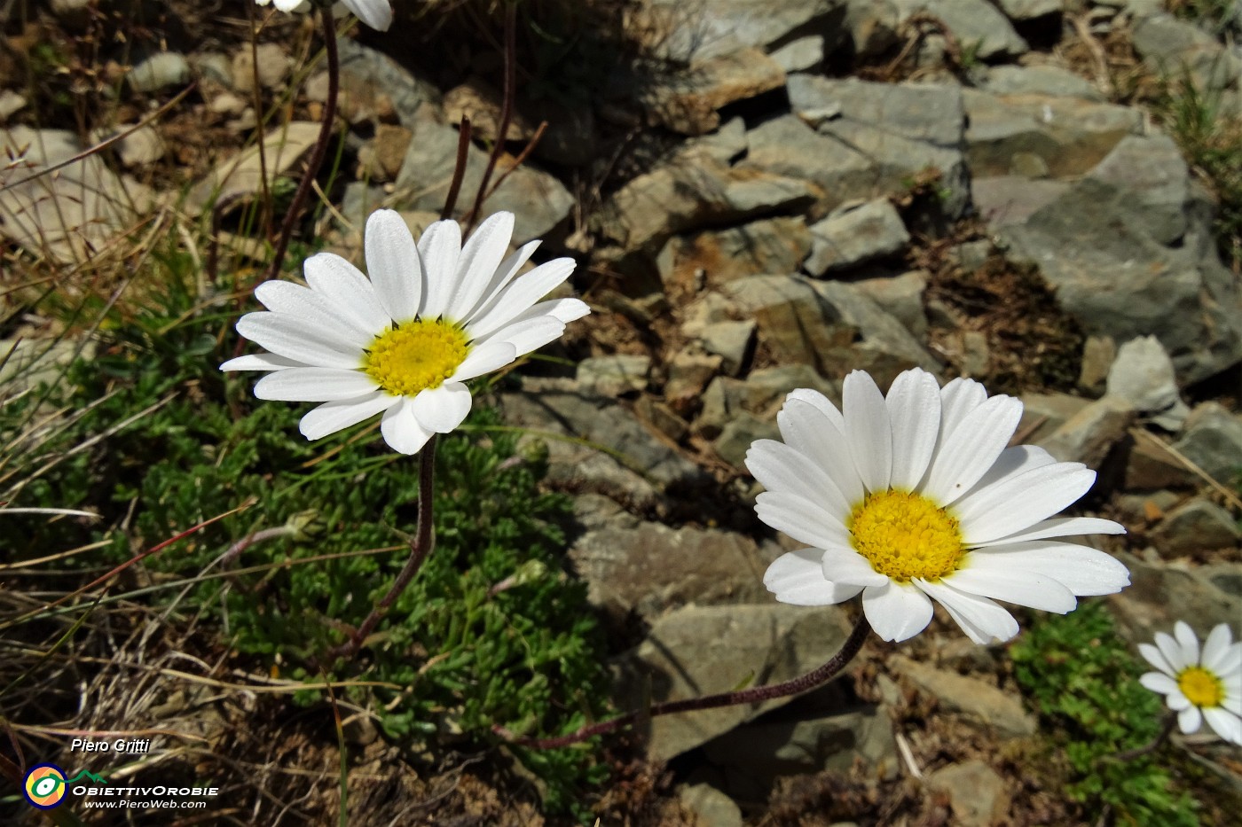 21 Belle margherite d'Alpe.JPG